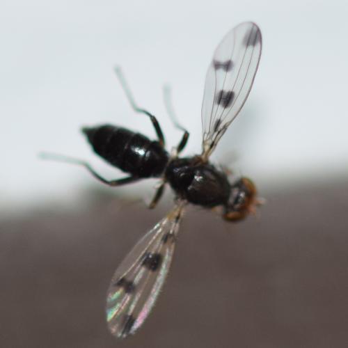 Réf. 315 131 : Geomyza tripunctata